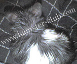 hamster's greasy fur